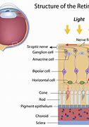 Image result for Retina Layers and Functions