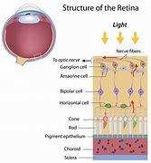 Image result for Basics of Fundus Retina Drawing