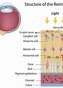 Image result for Eye Structure Retina