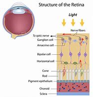 Image result for Retina Cones