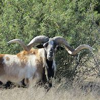 Image result for Different Types of Rams in Texas