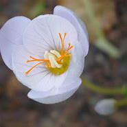 Image result for Crocus pulchellus Zephyr