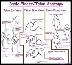Image result for Dragon Legs Drawing Reference