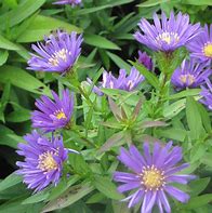 Image result for Aster dumosus Samoa