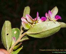 Image result for polygala