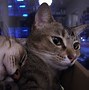 Image result for Box Cat PFP