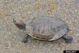 Image result for Trachemys Emydidae