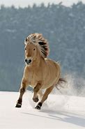 Image result for Wild Horses Running through Snow