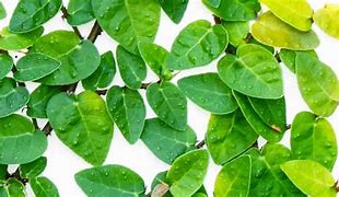Image result for Creeping Fig On the Ground