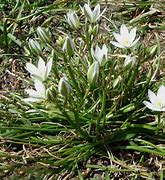 Image result for Triteleia hyacinthina