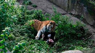 Image result for Dog Gets Mauled by Tiger