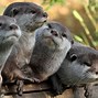 Image result for Cute Otter Screensavers