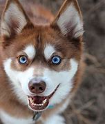 Image result for Orang Red Short Hair Puppy with Blue Eyes