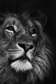 Image result for Lion Eyes Black and White