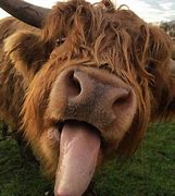 Image result for Fat Fluffy Cow