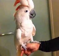 Image result for Pebbles the Cockatoo
