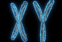 Image result for chromosom_10