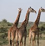 Image result for Safari Kenya Fondo Blanco