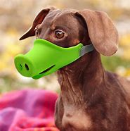 Image result for Funny Dog Muzzles