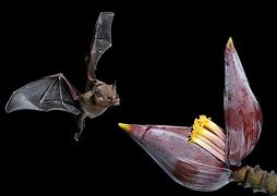 Image result for Tulip Nectar Bat