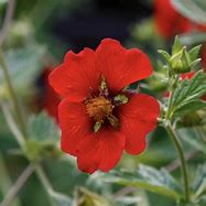 Potentilla Gibsons Scarlet に対する画像結果