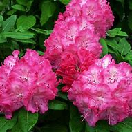 Image result for Rhododendron (T) Germania