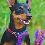 Image result for Miniature Pinscher