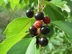 Image result for Canadian Black Cherry Tree