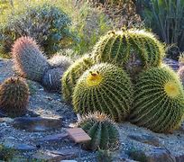 Image result for Desert Plants Barrel Cactus