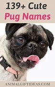 Image result for Funny Pug Names