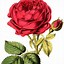 Image result for Antique Rose Clip Art