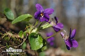 Image result for Viola odorata Amethyst
