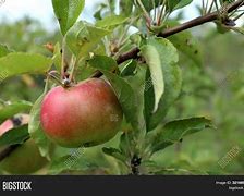 Image result for Natural Forms Apple