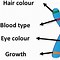 Image result for Recessive Allele Example