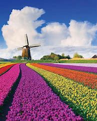 Image result for Netherlands Travel