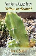 Image result for Why Is My Cactus Turning Yellow