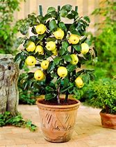 Image result for Grow in a Pot Apple Tree