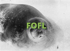 Image result for fofl