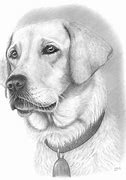 Image result for Old Dog Drawing