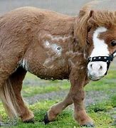 Image result for The World Most Smallest Horse