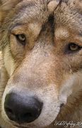 Image result for Brown Wolf Face