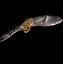 Image result for Pipistrelle Bat Guano