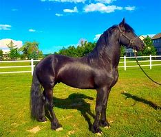 Image result for Friesian Horse