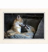 Image result for Cute Baby Animals Kissing