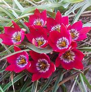 Image result for Tulipa Tiny Timo