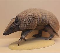 Image result for Armadillo Feel Better