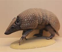 Image result for Armadillo Death Shake