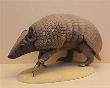 Image result for Armadillo Isolated