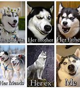 Image result for Fat Husky Dog Meme