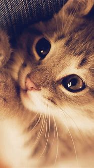 Image result for Cute Wallpapers for iPhone 5